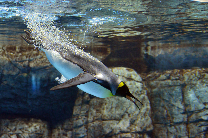 株式会社横浜八景島が、夏休みの自由研究に生かすことができる開催プログラムのトピックを発表