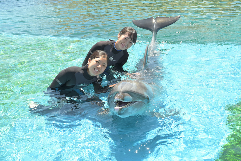 バンドウイルカと一緒に泳げるスペシャルプログラム「イルカとおよごう」を実施