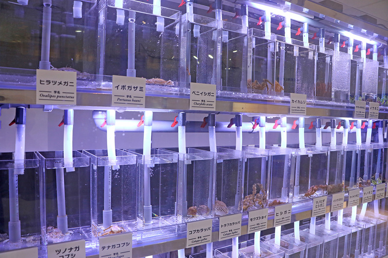 LABO2では、展示している海の生きものたちの生態や生息環境などを飼育員が解説