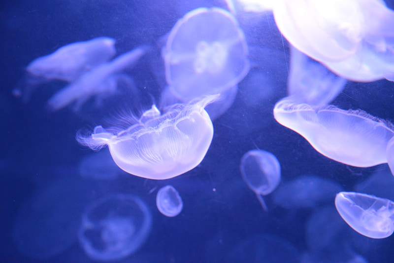 LABO9「くらげりうむ」では10種類以上のクラゲを展示