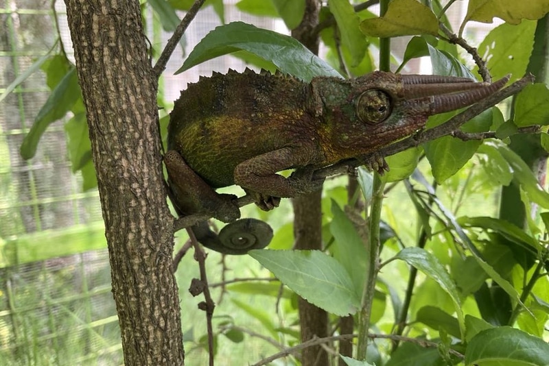 ナイロビ日本人学校の校庭にある「カメレオンハウス」のカメレオン（写真提供：著者）
