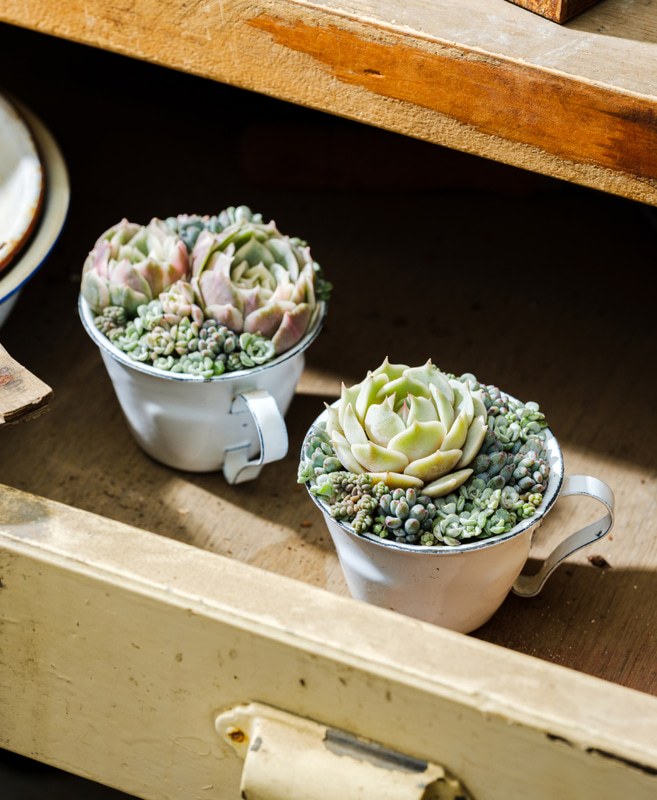 書籍『365日いつからでも始められる！多肉植物寄せ植え手帖』に掲載されているホーローカップの多肉植物の寄せ植えを作るワークショップ