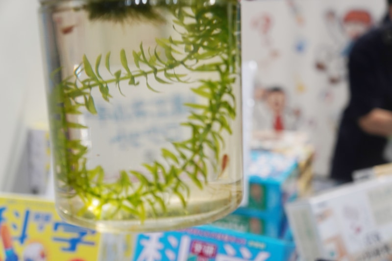 「古代生物カブトエビの世界」の教材から育ったカブトエビ