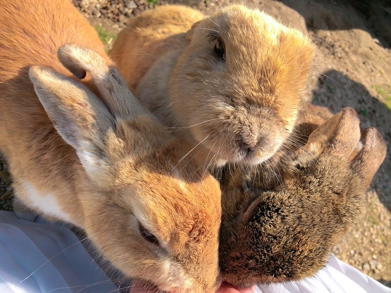 「うさぎ島」と呼ばれる、広島県竹原市忠海町大久野島が開催地