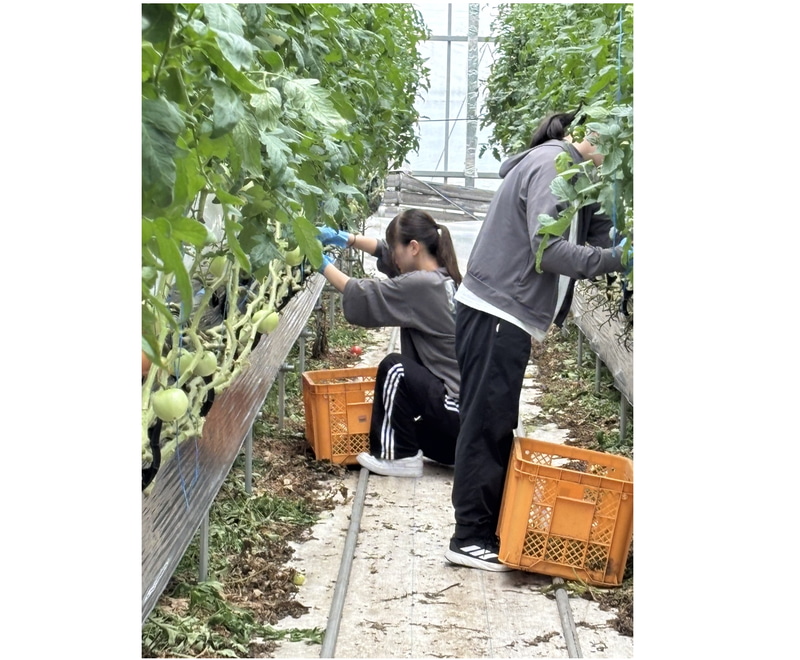 奨学生たちが愛知県で収穫作業を体験