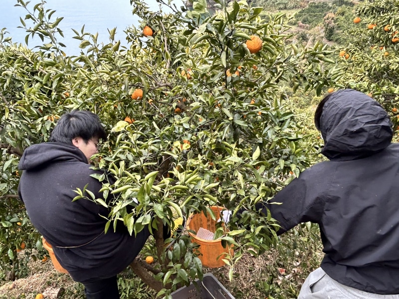 奨学生たちが愛知県で収穫作業を体験