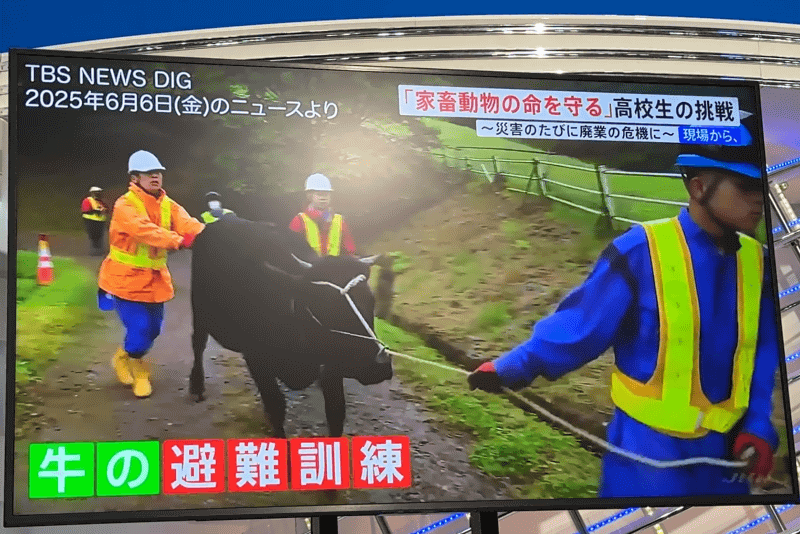 「牛と避難するときは、どうすればいいの？」という書き込みから、栃木県の高校生が取り組む牛の避難訓練のニュースが提示された