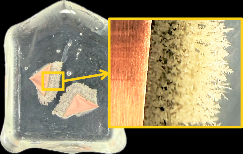 ［科学Bコース］体験教室　「キラキラ金属樹を作ろう！」