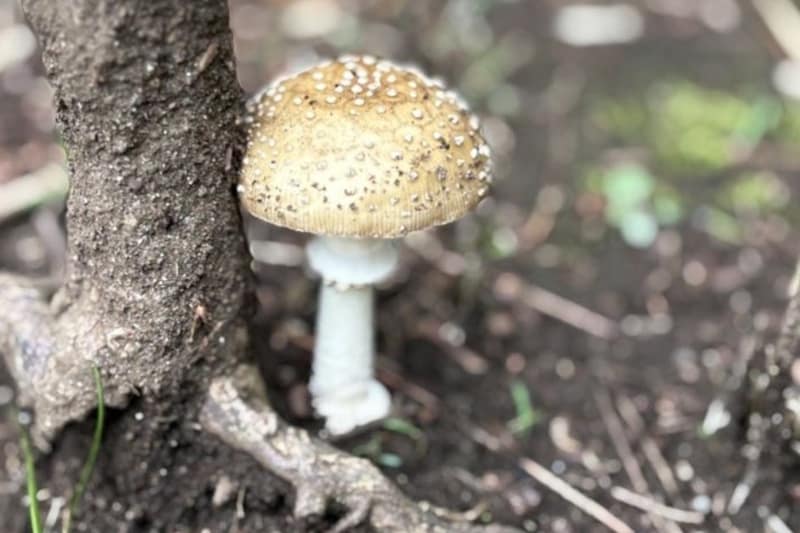 東京都内の公園にて。「絵に描いたよう」な立派なキノコを思わず撮影