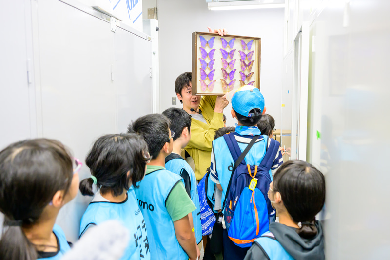 普段は一般の人が入れない収蔵庫の昆虫標本室を見学