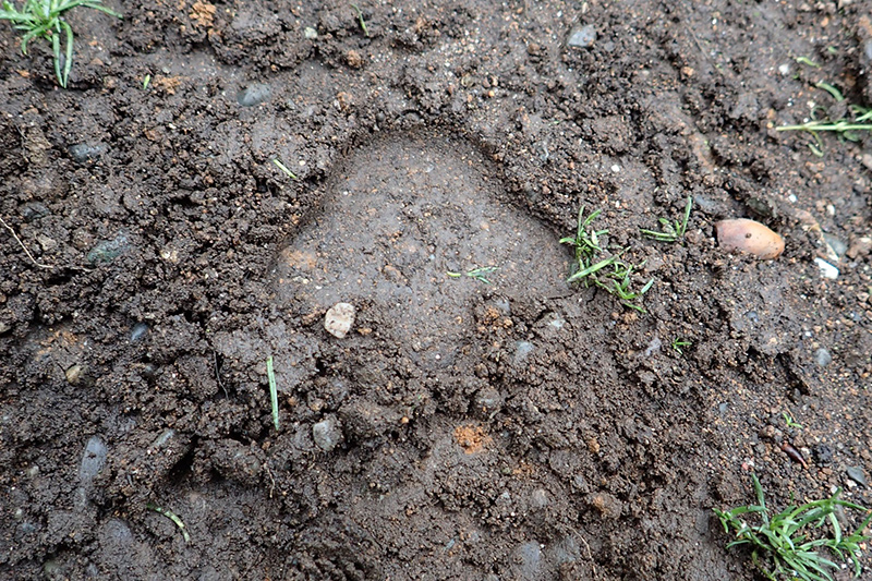軽快に歩きながら、傘で地面を突っつき、町内をミニ・ジュラシック・パークにする計画は簡単には実現できそうにない。