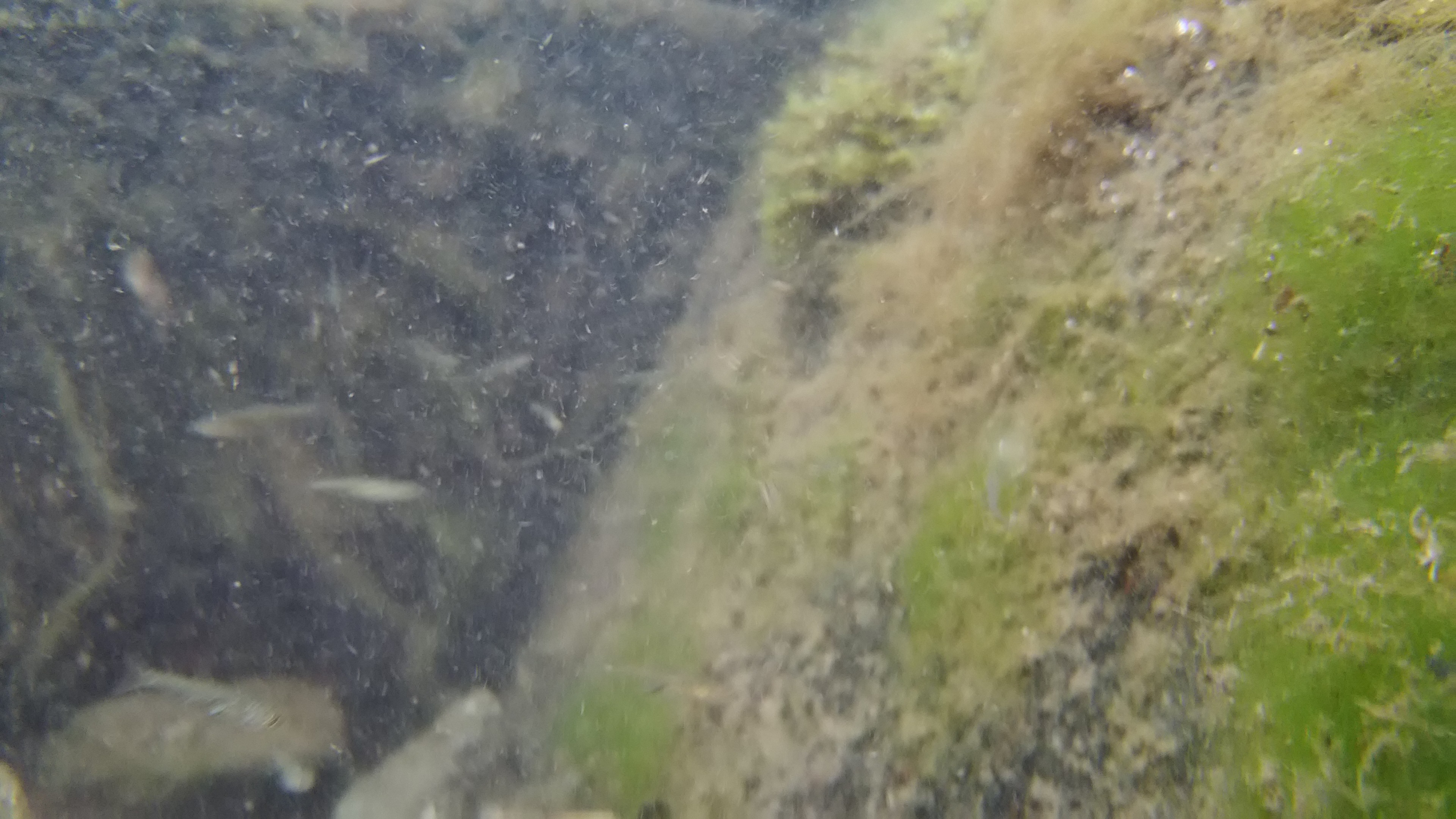 そのまま撮影した画像。なんとか魚も水中の様子も分かる