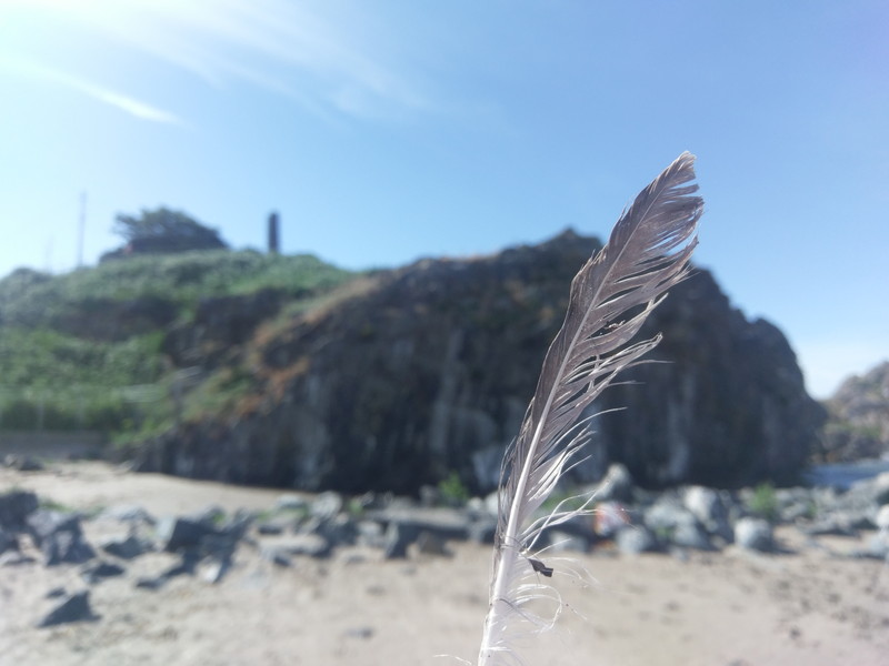 ウミネコの自然繁殖地になっている青森県の蕪島