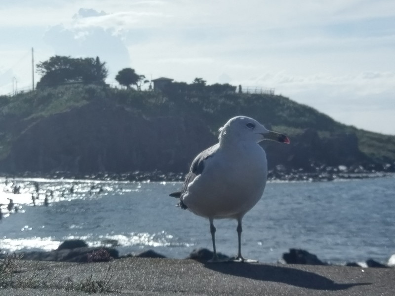 この写真は撮影時に露光を高めている。蕪島のウミネコは人慣れした様子だった