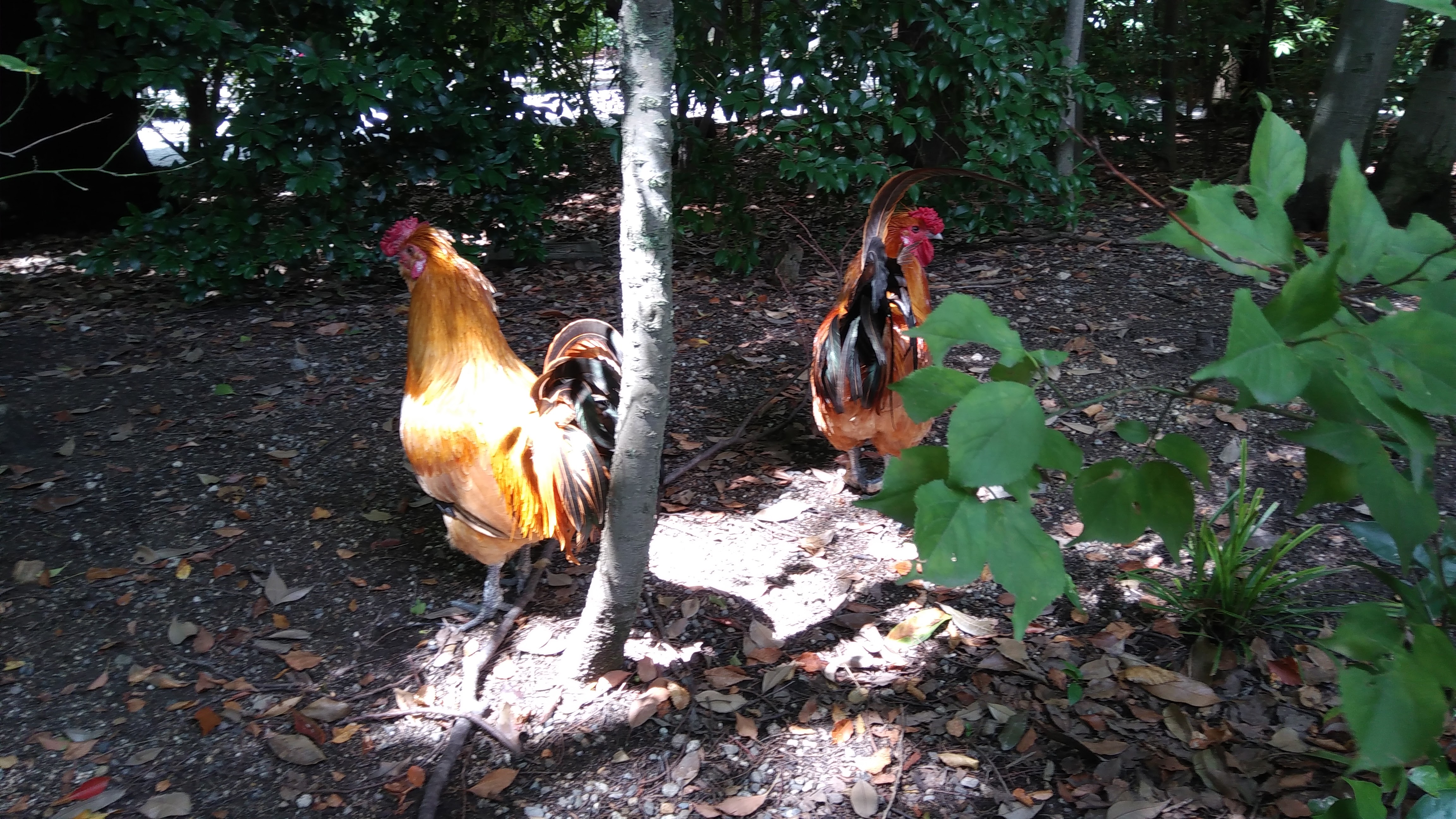 明るい場所と暗い場所がある写真も、ほどよい補正がかかって細部がきれいに見える