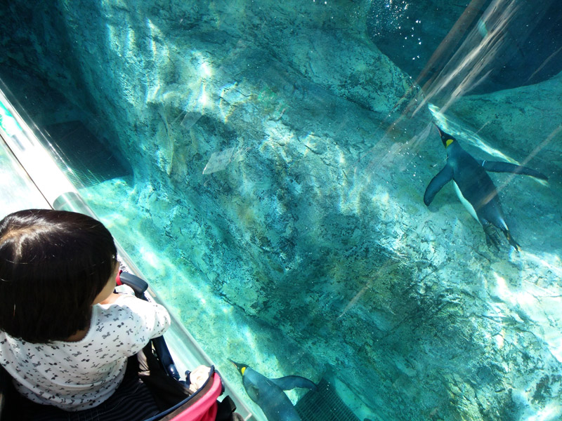 おかげさまで旭山動物園や青い池にも無事たどり着けた