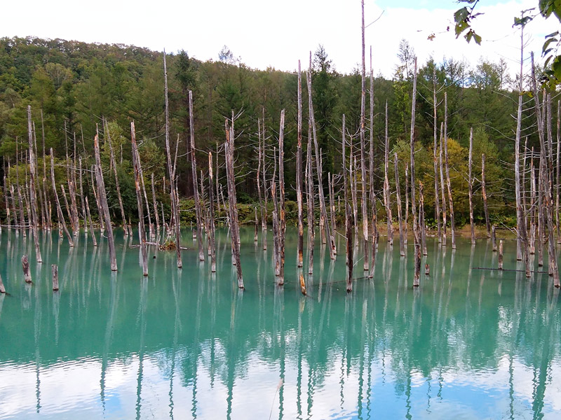 おかげさまで旭山動物園や青い池にも無事たどり着けた