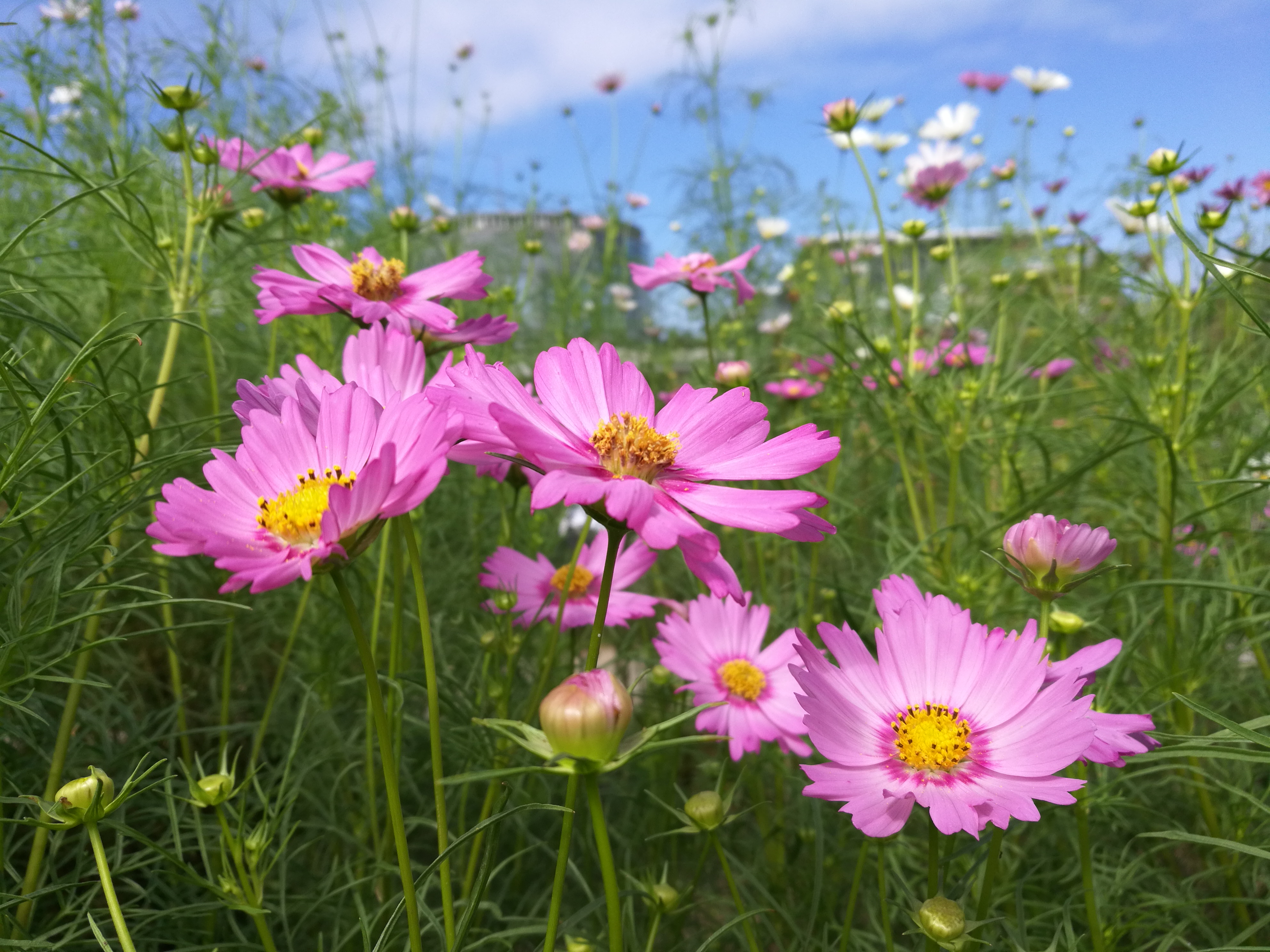 ノーマルモードですが、花に近づいて撮っても大丈夫