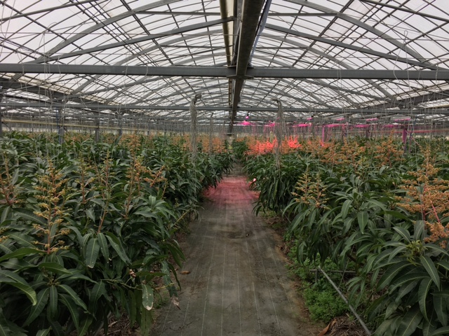 ハウス内の一部でLED補光などを実施（右奥）