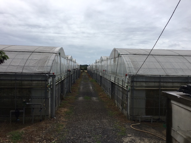 長北ファームのマンゴーハウス