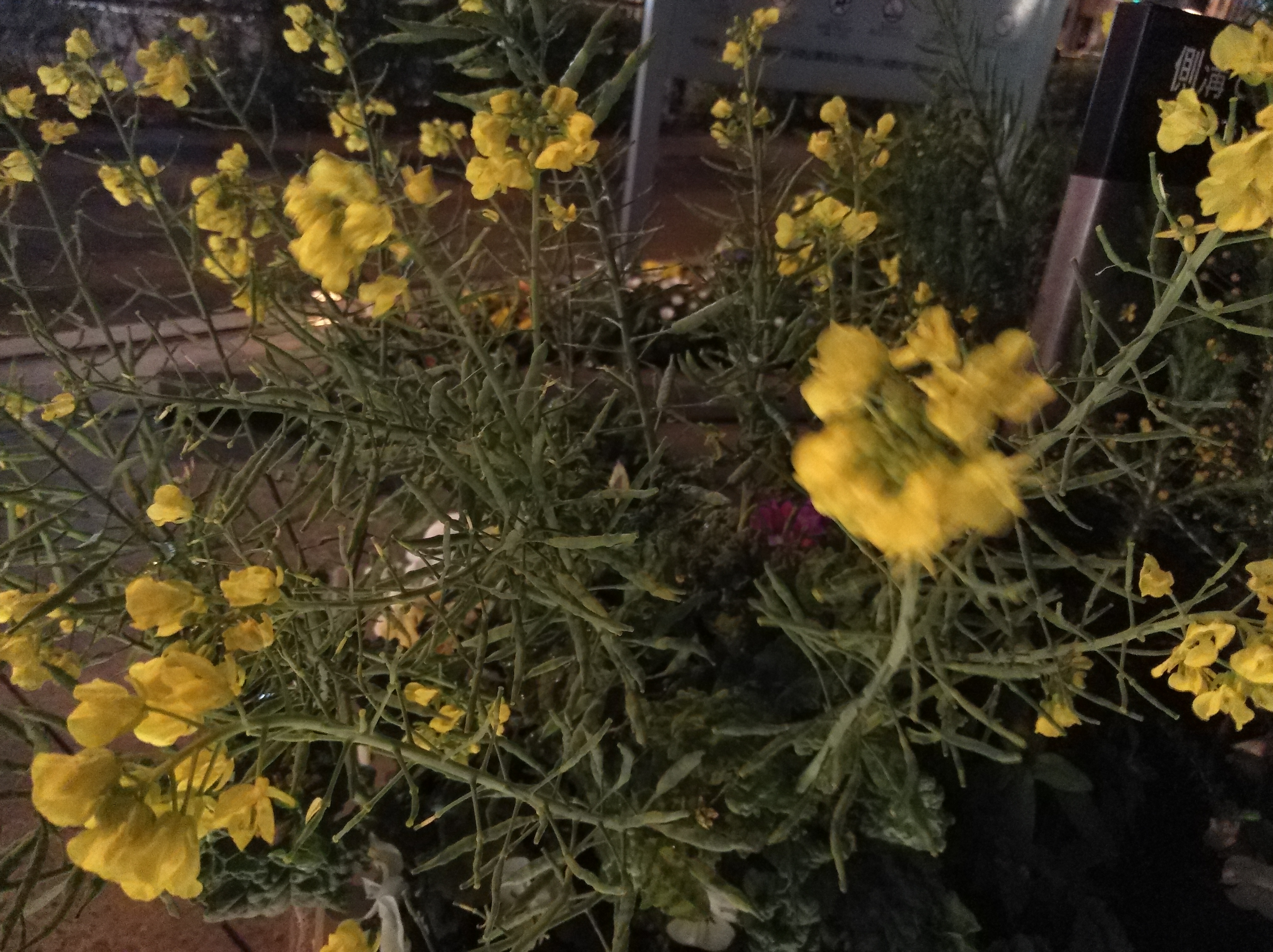 夜間の撮影サンプル