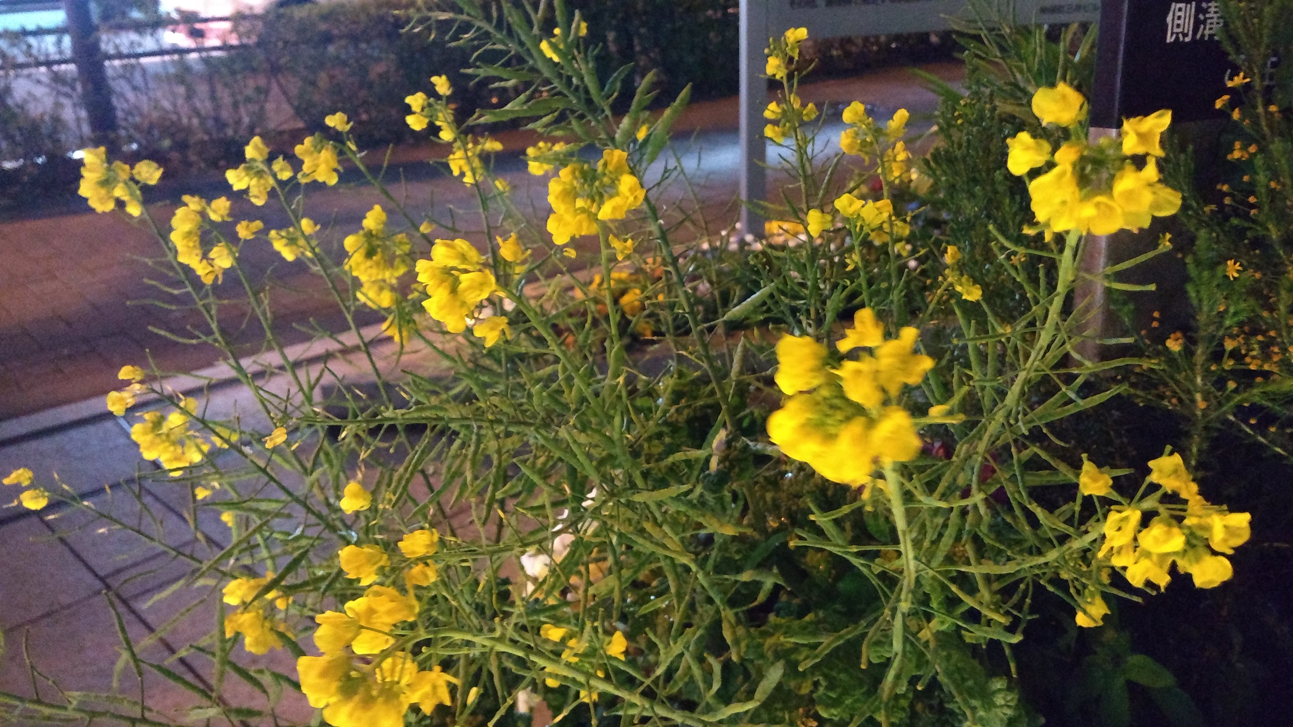 夜間撮影のサンプル