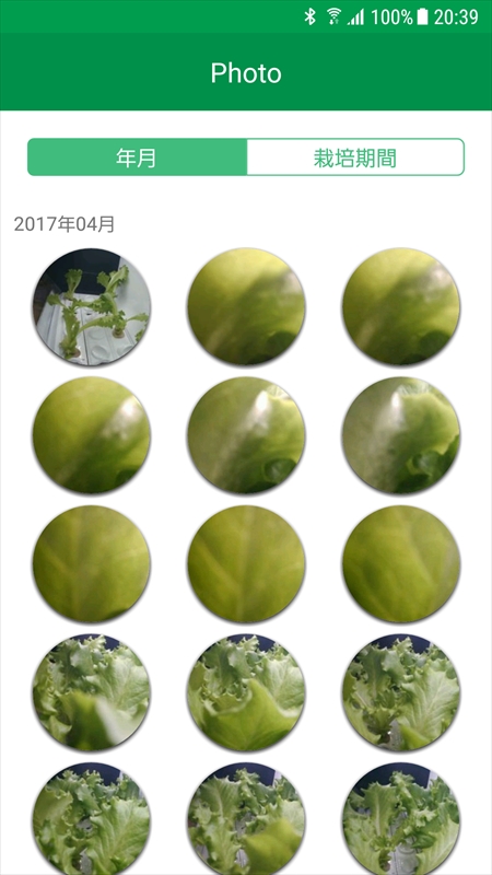 週末、アプリからキット内を確認すると葉っぱしか見えない状態に