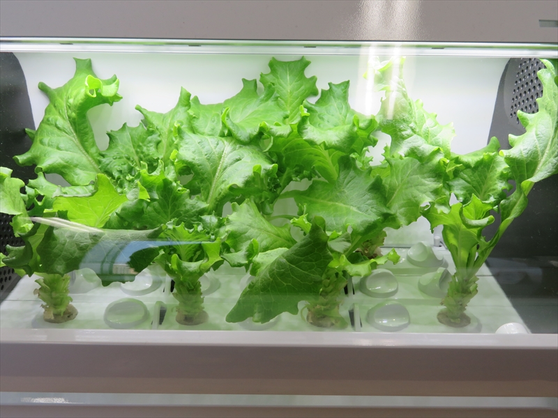 まだまだ葉っぱが伸びてくる