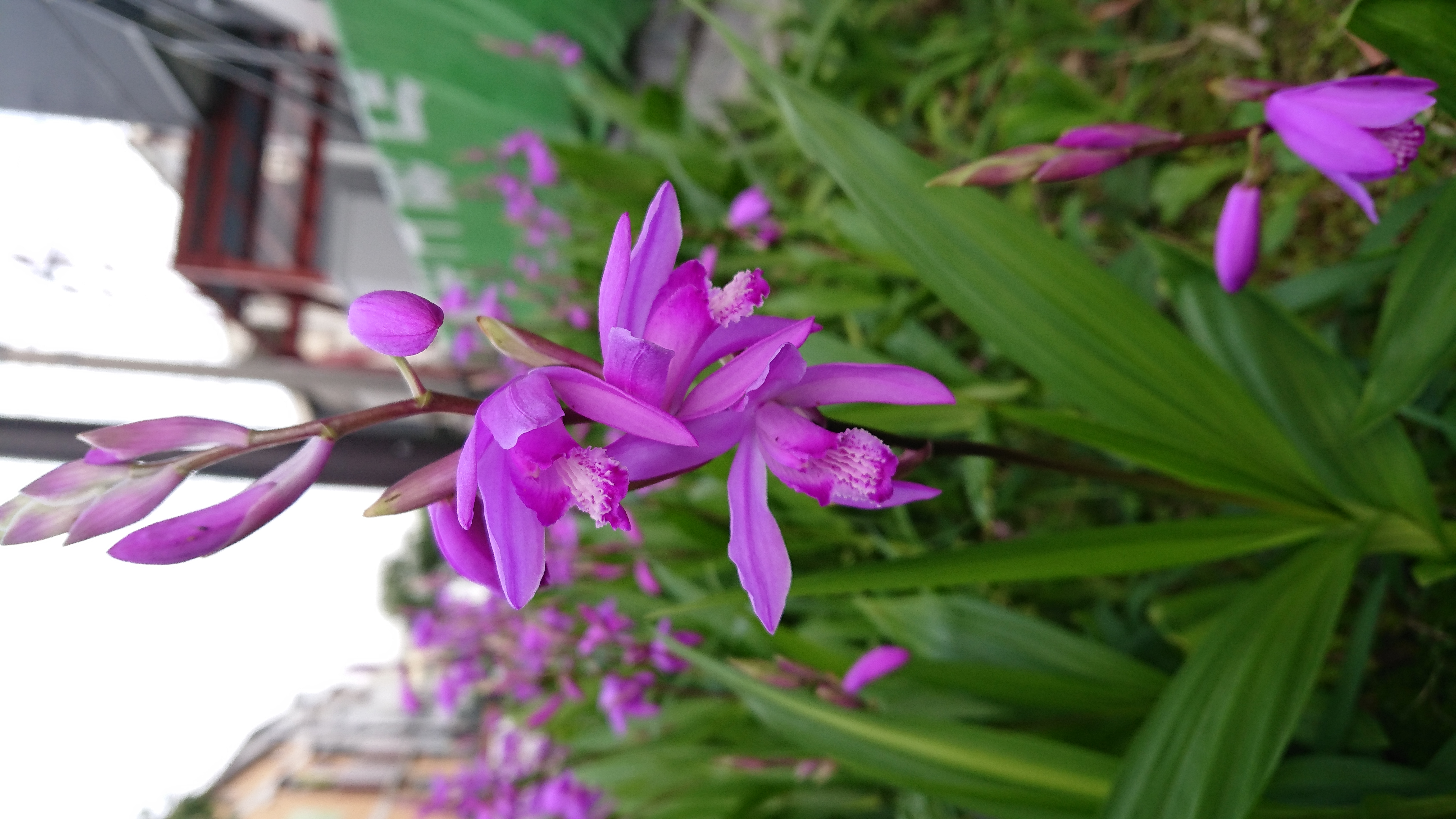 被写体の写真に寄って撮影。背景もうまくぼけている。