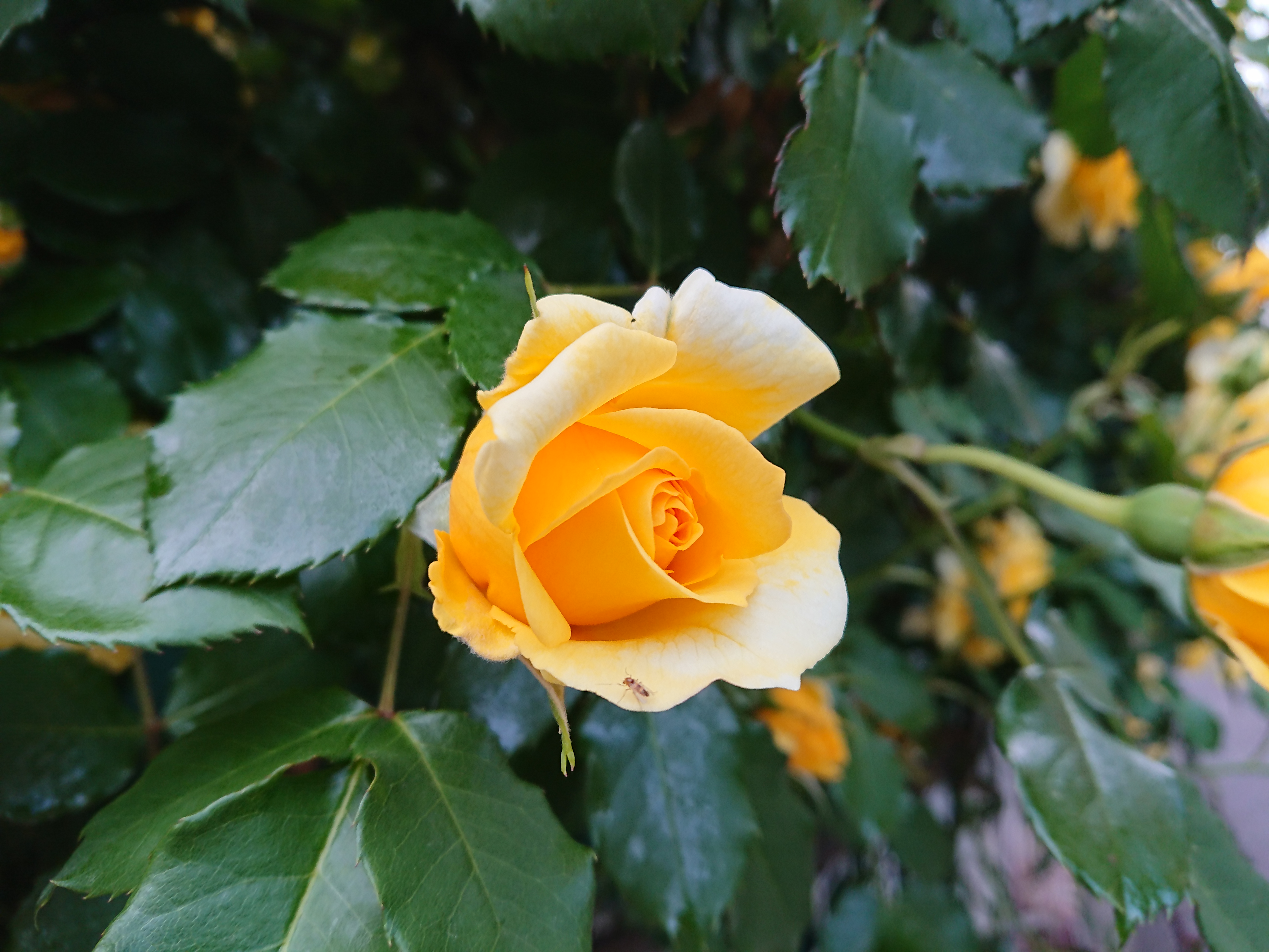 バラの花びらに小さい虫が止まっているのがよくわかる。