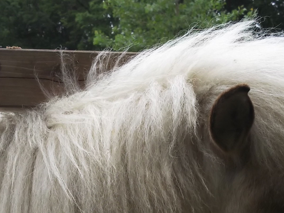 「カメラ1」で撮影。右はドットバイドットの画像です。近寄ってきた馬をスナップ。曇天で手前が日陰の逆光状況で、条件は良くありませんでしたが、まずまずしっかり写りました。