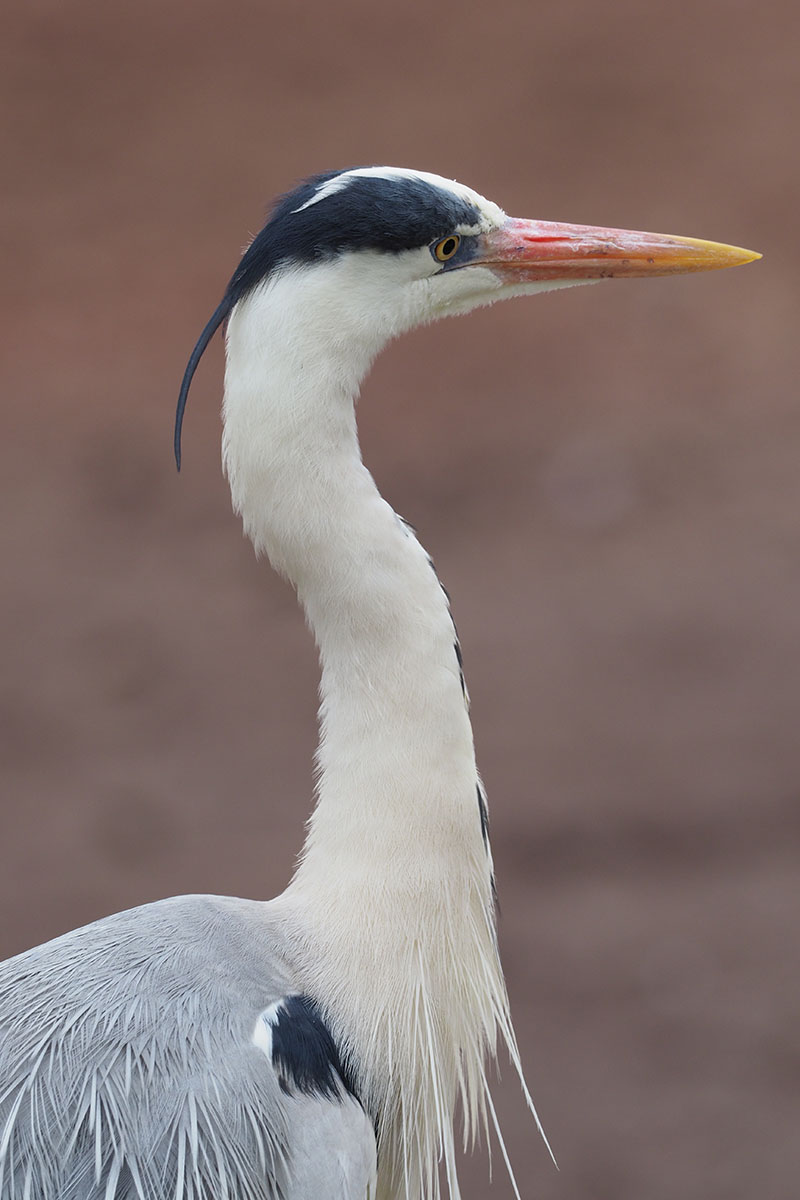 多摩動物公園のペリカンの近くに居がちな野良アオサギ。露出ちょっと明るめかも。840mm相当の手持ち撮影でも、しっかりと手ブレが補正されます。シャッター速度は1/400秒。