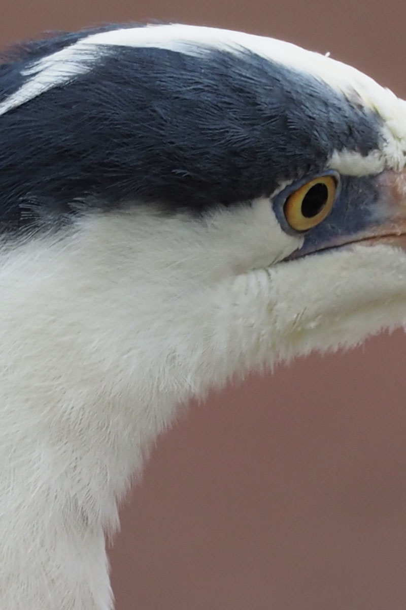 多摩動物公園のペリカンの近くに居がちな野良アオサギ。露出ちょっと明るめかも。840mm相当の手持ち撮影でも、しっかりと手ブレが補正されます。シャッター速度は1/400秒。