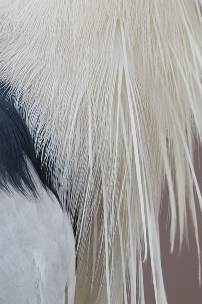 多摩動物公園のペリカンの近くに居がちな野良アオサギ。露出ちょっと明るめかも。840mm相当の手持ち撮影でも、しっかりと手ブレが補正されます。シャッター速度は1/400秒。