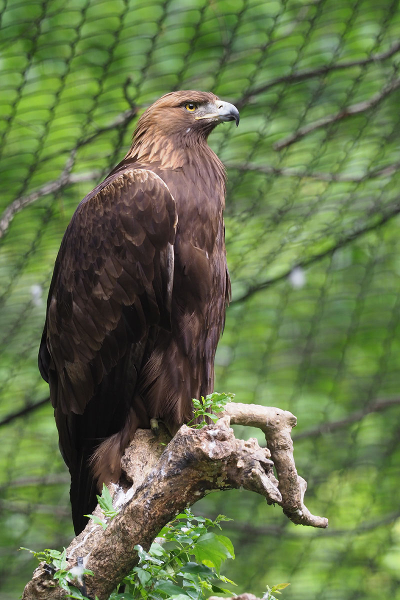 こちらはワシ。超望遠だとしっかり寄れますね～。手ブレもほとんど見られません。シャッター速度は1/100秒。