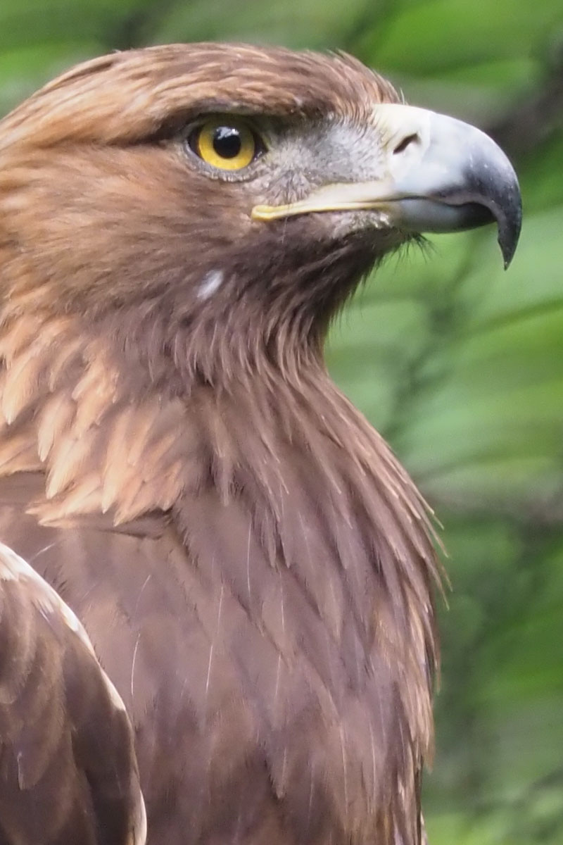 こちらはワシ。超望遠だとしっかり寄れますね～。手ブレもほとんど見られません。シャッター速度は1/100秒。