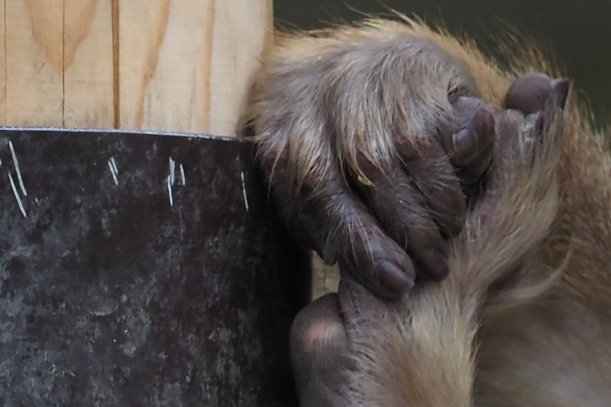 ニホンザル。やっぱり手ブレしてない～！　手持ちで840mm（しかも不慣れ）なのに、凄い手ブレ補正テクノロジーです。シャッター速度は1/250秒。