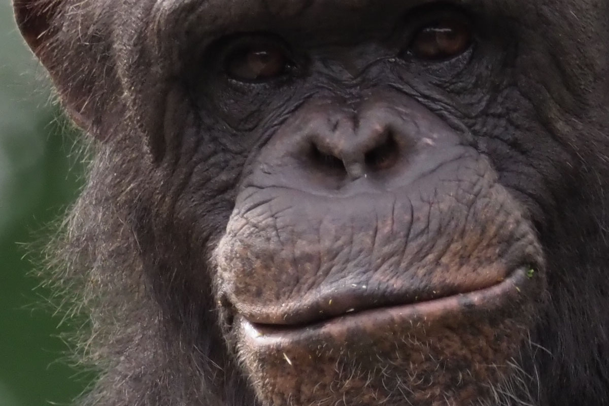 チンパンジー。表情豊かです。シャッター速度は1/400秒。なるほど、超望遠、この視野は楽しいですネ♪