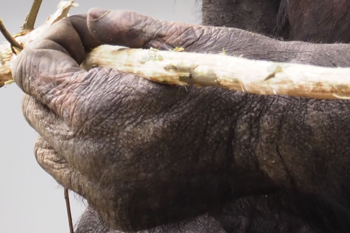 チンパンジー。表情豊かです。シャッター速度は1/400秒。なるほど、超望遠、この視野は楽しいですネ♪