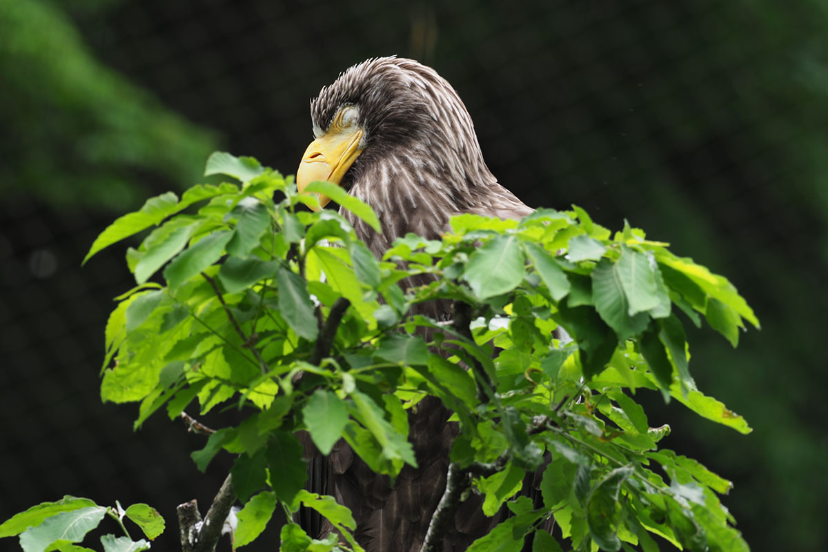 50Mハイレゾショットで撮影。左が全体、中央がドットバイドット、右がトリミング結果。使用レンズは「M.ZUIKO DIGITAL ED 300mm F4.0 IS PRO」です。三脚を使っての撮影ですが、連写のうちのどれかにブレが生じているのか、ドットバイドットの画像が微妙に甘いような気がします。さておき、画像の一部分をトリミングしてもアラが目立たないのは、もとが50Mという非常に高い解像度だからだと思います。