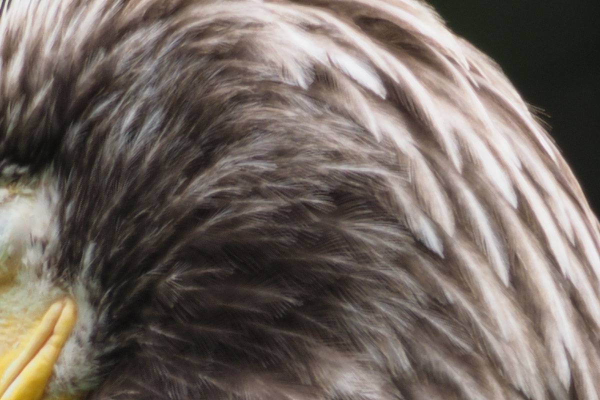 50Mハイレゾショットで撮影。左が全体、中央がドットバイドット、右がトリミング結果。使用レンズは「M.ZUIKO DIGITAL ED 300mm F4.0 IS PRO」です。三脚を使っての撮影ですが、連写のうちのどれかにブレが生じているのか、ドットバイドットの画像が微妙に甘いような気がします。さておき、画像の一部分をトリミングしてもアラが目立たないのは、もとが50Mという非常に高い解像度だからだと思います。