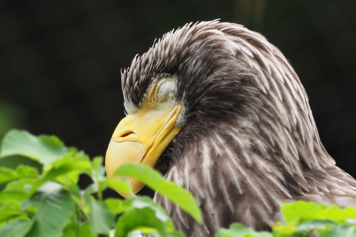 50Mハイレゾショットで撮影。左が全体、中央がドットバイドット、右がトリミング結果。使用レンズは「M.ZUIKO DIGITAL ED 300mm F4.0 IS PRO」です。三脚を使っての撮影ですが、連写のうちのどれかにブレが生じているのか、ドットバイドットの画像が微妙に甘いような気がします。さておき、画像の一部分をトリミングしてもアラが目立たないのは、もとが50Mという非常に高い解像度だからだと思います。