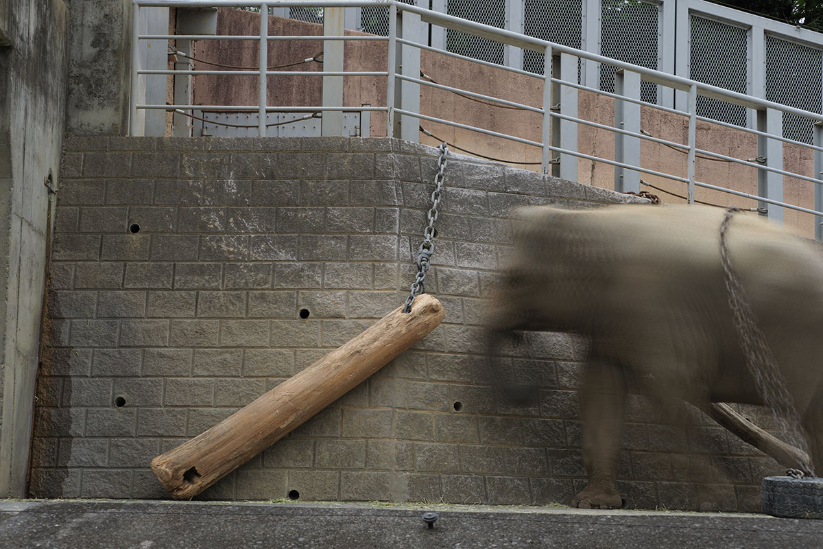 さきほどの鎖でつながれた木材ですが、動物園の象のエリアです。そこに象が入ってくると……動いている象をハイレゾショットで撮るとこんなふうにブレてしまいます。普通のブレではなく、複数枚の写真を合成したようなブレになってしまいます。