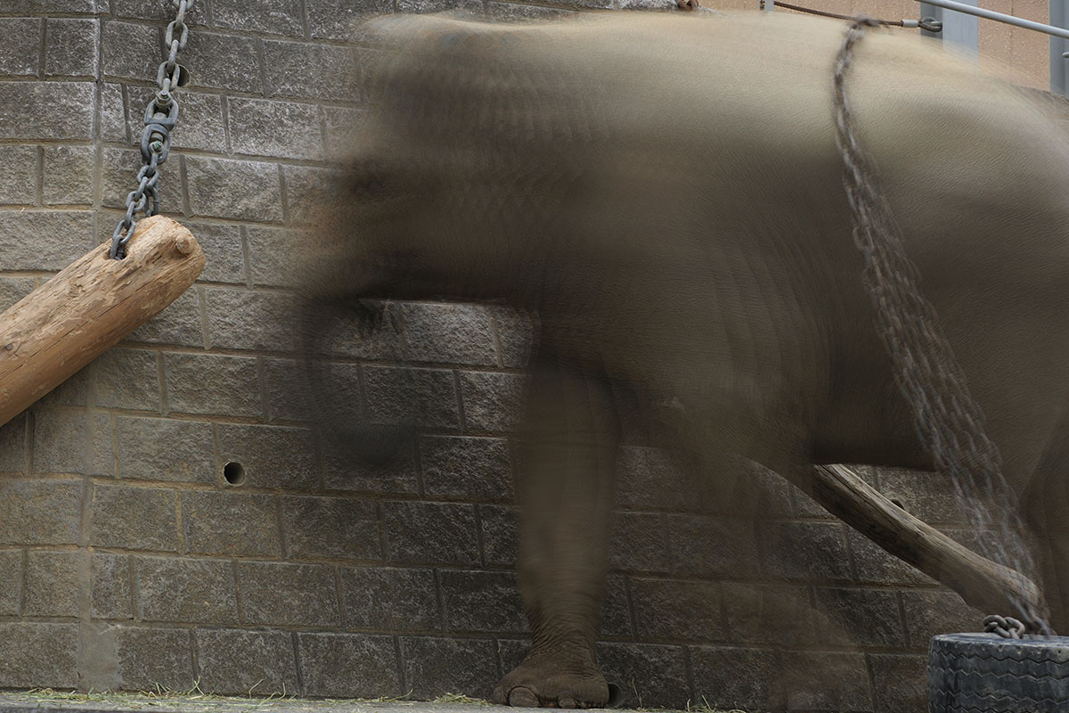 さきほどの鎖でつながれた木材ですが、動物園の象のエリアです。そこに象が入ってくると……動いている象をハイレゾショットで撮るとこんなふうにブレてしまいます。普通のブレではなく、複数枚の写真を合成したようなブレになってしまいます。