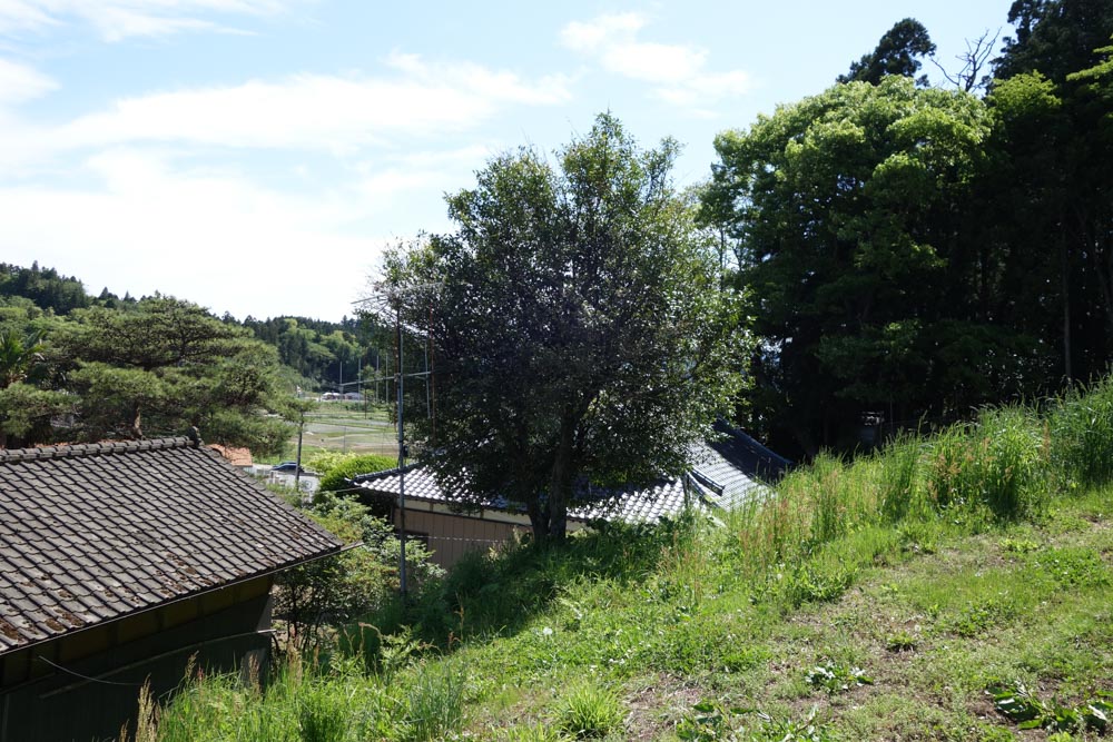 陸前高田市の民家の裏のゆず。果樹園などではなく無造作に生えている