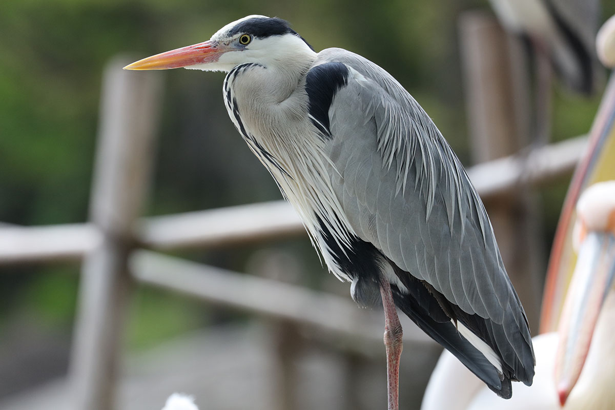 こちらも「EOS 5Ds R」と「EF100-400mm F4.5-5.6L IS II USM」で撮影。羽根の細部まで解像されていてビックリ！