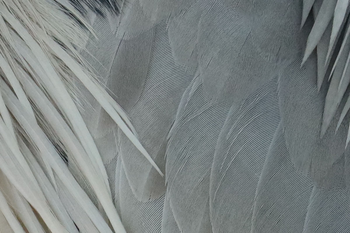 こちらも「EOS 5Ds R」と「EF100-400mm F4.5-5.6L IS II USM」で撮影。羽根の細部まで解像されていてビックリ！