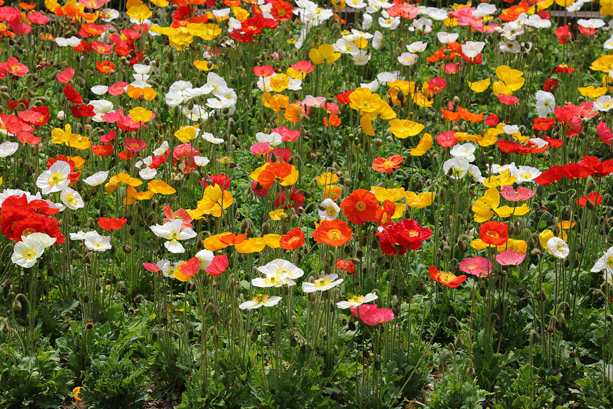 「EF24-105mm F4L IS II USM」で花壇を撮影。中央と右は、写真の中心部を横位置と縦位置のドットバイドットでトリミングしたものですが、言われないとドットバイドットだとわからない解像感かも。