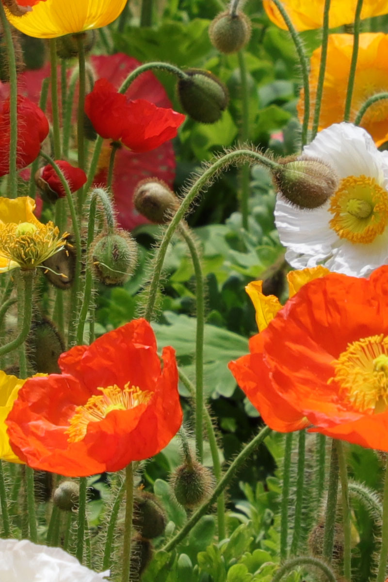 「EF24-105mm F4L IS II USM」で花壇を撮影。中央と右は、写真の中心部を横位置と縦位置のドットバイドットでトリミングしたものですが、言われないとドットバイドットだとわからない解像感かも。