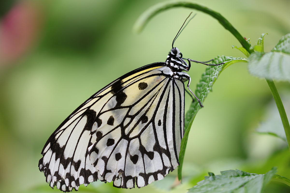 「EF100-400mm F4.5-5.6L IS II USM」で撮影。微妙にブレが出ている気がしますが、鱗粉まで写っちゃうんでした。